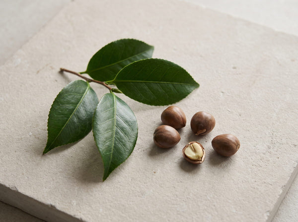 Camellia