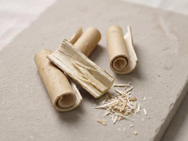 White mulberry root