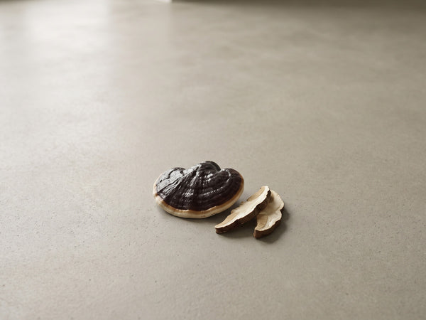 Black reishi