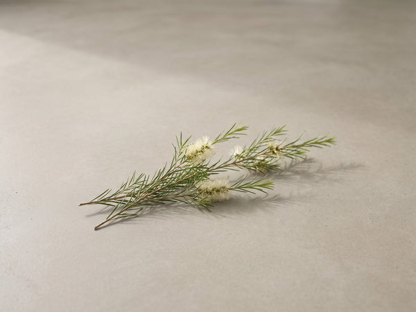 Tea tree